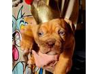 American Bull Dogue De Bordeaux Puppy for sale in Crossville, TN, USA
