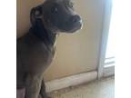 American Pit Bull Terrier Puppy for sale in Miami Gardens, FL, USA