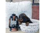 Dachshund Puppy for sale in Delevan, NY, USA
