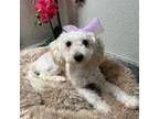 Maltipoo Puppy for sale in Atlanta, GA, USA