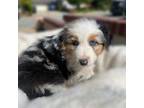 Australian Shepherd Puppy for sale in Yorba Linda, CA, USA