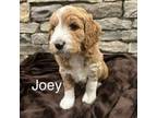 Mutt Puppy for sale in South Windsor, CT, USA