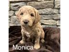 Mutt Puppy for sale in South Windsor, CT, USA