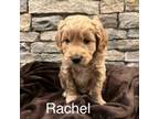 Mutt Puppy for sale in South Windsor, CT, USA