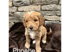 Mutt Puppy for sale in South Windsor, CT, USA