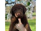 Chesapeake Bay Retriever Puppy for sale in Wardensville, WV, USA