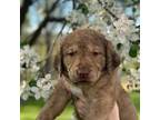 Chesapeake Bay Retriever Puppy for sale in Wardensville, WV, USA