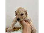 Goldendoodle Puppy for sale in Sacramento, CA, USA