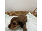 Dachshund Puppy for sale in Sacramento, CA, USA