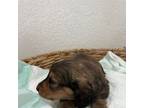 Dachshund Puppy for sale in Sacramento, CA, USA