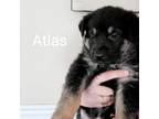 Atlas