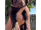 Labrador Retriever Puppy for sale in Melbourne, FL, USA