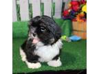 Shih Tzu Puppy for sale in Norwood, MO, USA
