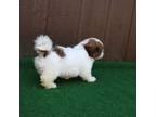 Shih Tzu Puppy for sale in Norwood, MO, USA