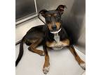 Iris, Doberman Pinscher For Adoption In Houston, Texas