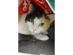 Kitty, Domestic Shorthair For Adoption In Lewiston, Maine