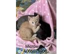 Microwave, Domestic Shorthair For Adoption In Mount Holly, New Jersey