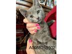 Stove, Domestic Shorthair For Adoption In Mount Holly, New Jersey