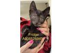 Fridge, Domestic Shorthair For Adoption In Mount Holly, New Jersey