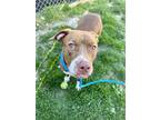 Cherry, American Pit Bull Terrier For Adoption In Indianapolis, Indiana