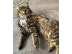 Sandman, Domestic Mediumhair For Adoption In Sussex, New Jersey