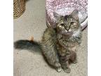 Vivian, Domestic Shorthair For Adoption In Little Rock, Arkansas