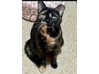 Ronda, Domestic Shorthair For Adoption In Little Rock, Arkansas