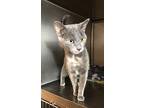 Persy, Domestic Shorthair For Adoption In Cottonwood, Arizona
