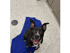 Lando, American Pit Bull Terrier For Adoption In Kansas City, Missouri