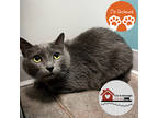Misty, Domestic Shorthair For Adoption In Janesville, Wisconsin
