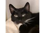 Max, Domestic Shorthair For Adoption In Dallas, Texas