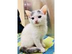 Au Litter Sal (bonded W/caramelo), Domestic Shorthair For Adoption In San Diego