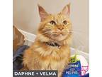 Daphne (bonded With Velma), Domestic Longhair For Adoption In Toronto, Ontario