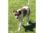 Bayron - Sweet Older Friend, Jack Russell Terrier For Adoption In San Diego