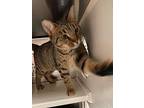 Turk, Domestic Shorthair For Adoption In Raleigh, North Carolina