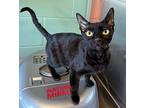 Mother Nature, Domestic Shorthair For Adoption In Fort Myers, Florida