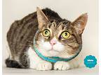 Silvie (delicate And Loving), Domestic Shorthair For Adoption In Wyandotte