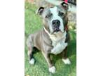 Debo, American Pit Bull Terrier For Adoption In Roseville, California