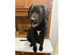 Dabney1, Labrador Retriever For Adoption In East Hartford, Connecticut