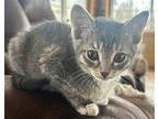 Lainey, Domestic Shorthair For Adoption In Jefferson, Wisconsin
