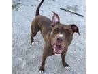 Brooke, American Pit Bull Terrier For Adoption In Wheaton, Illinois