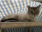 Prince, Siamese For Adoption In Santa Rosa, California