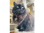 Pearl, Domestic Mediumhair For Adoption In Campbell River, British Columbia