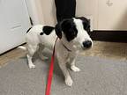 polar” Bear, Jack Russell Terrier For Adoption In Oxford, Michigan
