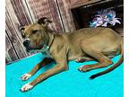 Nifty “noodle”, American Staffordshire Terrier For Adoption In Oxford