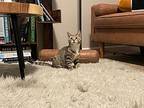 Nani, Domestic Shorthair For Adoption In Kettering, Ohio