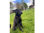 Molly, Labrador Retriever For Adoption In Newberg, Oregon