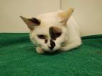 Charlotte, Domestic Shorthair For Adoption In Boulder, Colorado