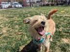 Watermelon, Cairn Terrier For Adoption In Boulder, Colorado