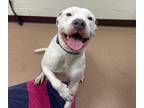 Mako, American Pit Bull Terrier For Adoption In Boulder, Colorado